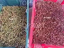 Belt Color Sorting Machine TSL300 - Gambar 5